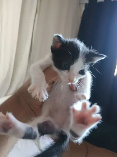 Gatos para Adoção