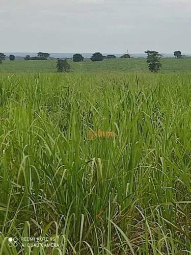 Fazenda de Cana-de-Açucar à venda, 593 Alqueires por R$ 106.830.000 - Panorama - Panorama/