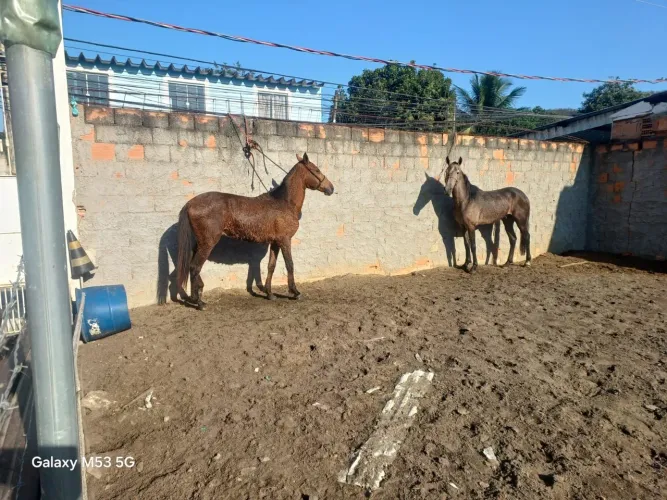 Cavalos