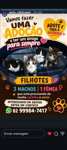 Lindos filhotes para adoção