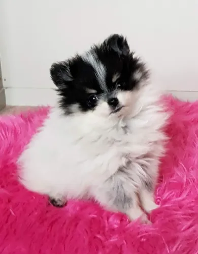 Filhote de Spitz Alemão Pronto Para Fazer Parte da Sua Família