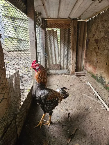 GALINHAS E GALOS