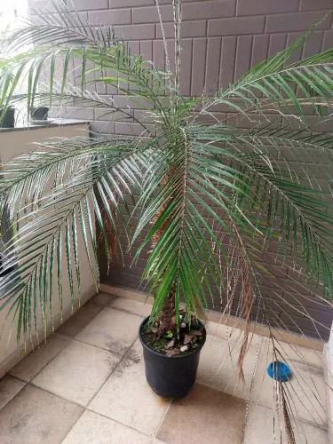 Planta Palmeira Fênix (Phoenix roebelenii),