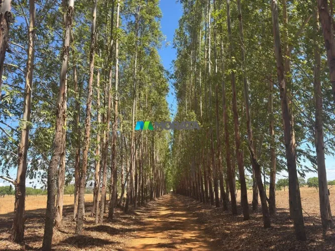 FAZENDA À VENDA - 267 HECTARES - REGIÃO DE BOCAIUVA (MG)