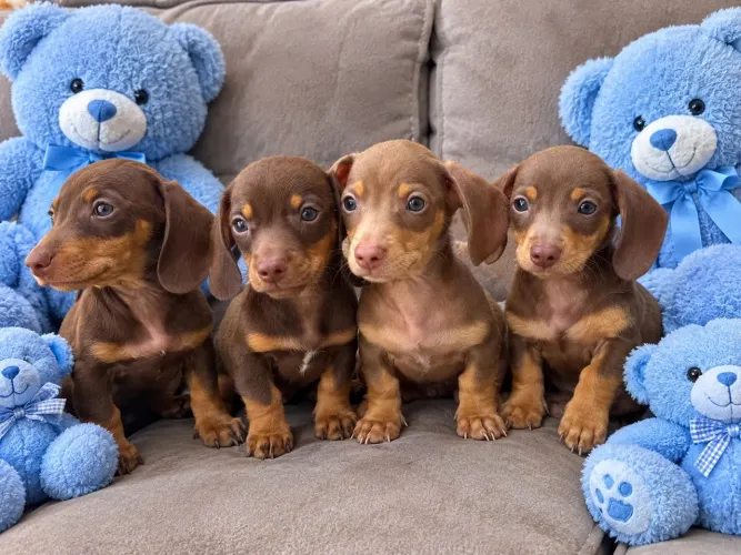 Mini Basset dachshund kaninchen macho