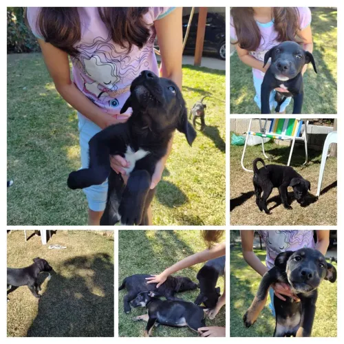 Doação de cachorro