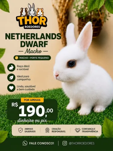 Coelho Anão Netherland Dwarf