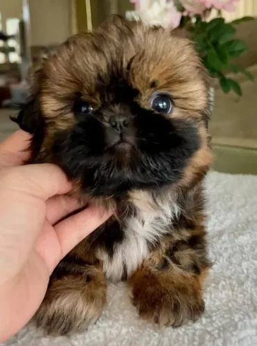 Filhotes de Shih Tzu | Um cachorro que transmite felicidade.