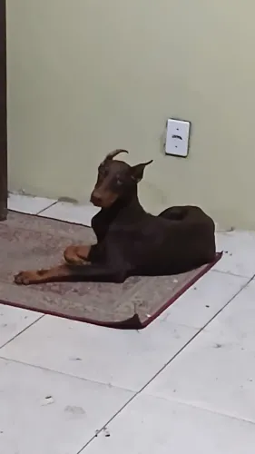 Doberman fêmea 