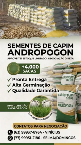 campim andropogon