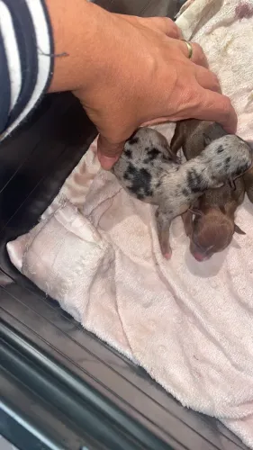    Filhotes Pinscher zero 