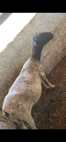 Ovelha dorper 
