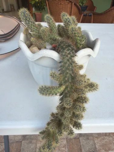 Vaso com planta cactos