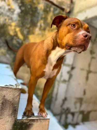 Doação de cachorro