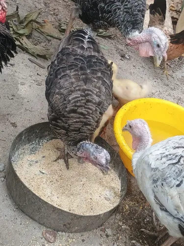 Vendo 2 perú macho ou troco aceito proposta 