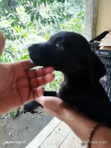Adoção cão filhotes