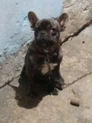 Bulldog francês 