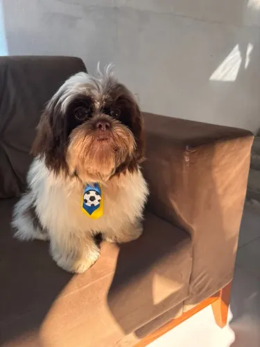 800. Ele tem 6 meses. Já todo vacinado com vacinas importada.
