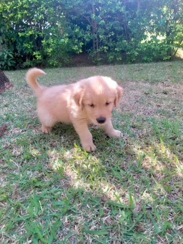 doação filhote de golden