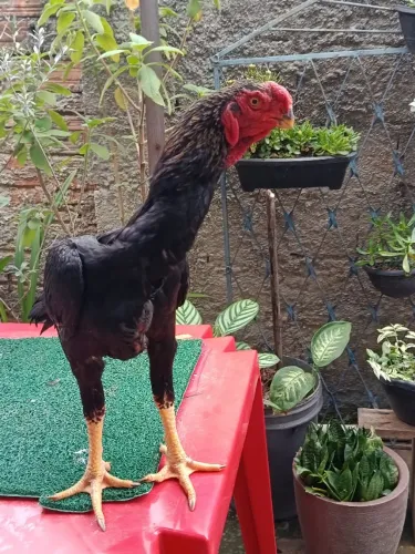 Galo bico curto 
