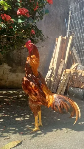 Frangos índio puro