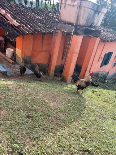 Galo caipira gigante 