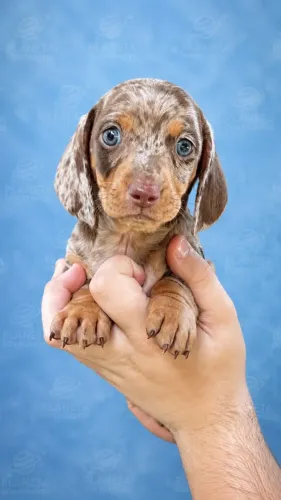 Escolha um lindo daschund basset para você