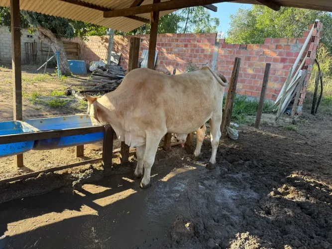 Boi Gado Gordo