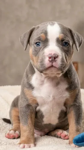 Lindos Filhotes American Bully Com Pedigree IBC - 12x