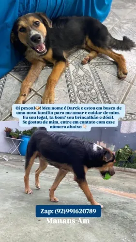 Doação ? Procura-se um lar cheio de amor!