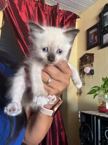 Gatos para adoção
