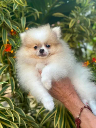 Maravilhoso e belíssimo spitz