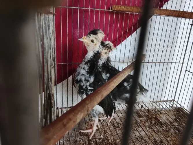 Vendo