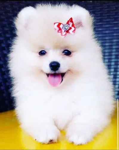 Filhote Spitz Alemão, Dê Um Lar e Receba Amor Infinito!
