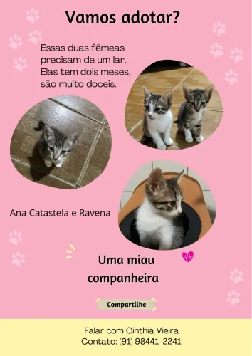 Doação de gatas ?