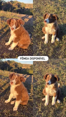 FILHOTE FÊMEA DE BORDER COLLIE