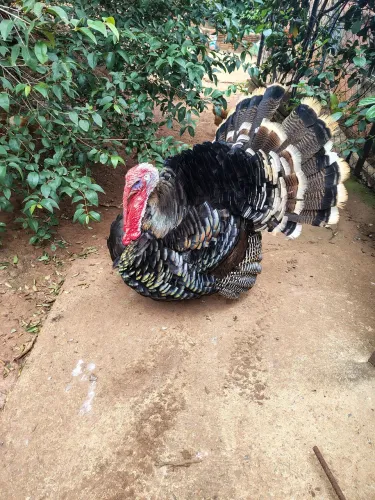 Vendo casal de perú