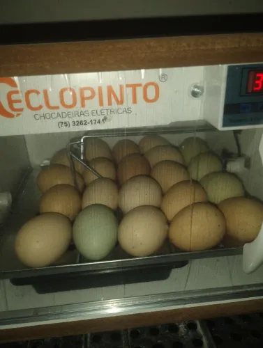 Chocadeira