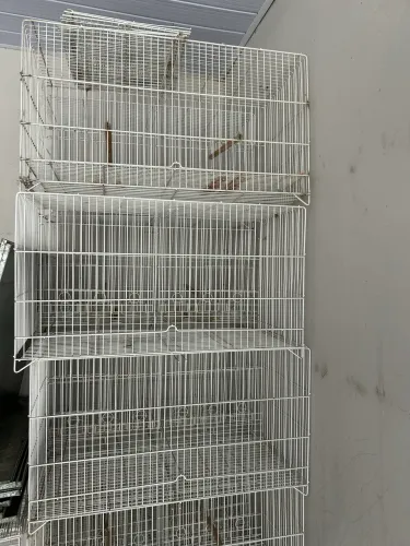 Gaiolas para passarinho