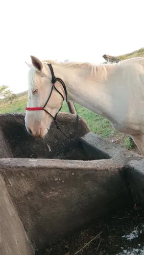 Cavalo