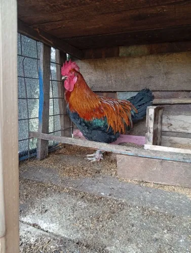 Galo Marans e Ameuracana. 