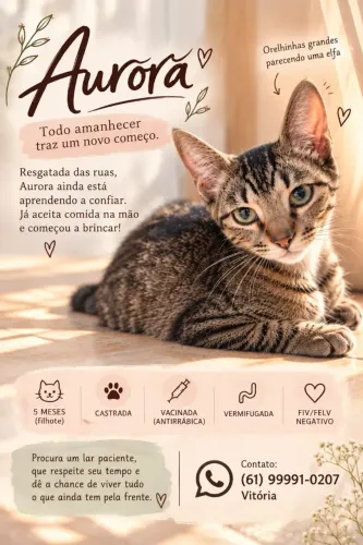Gata 5 meses - Aurora