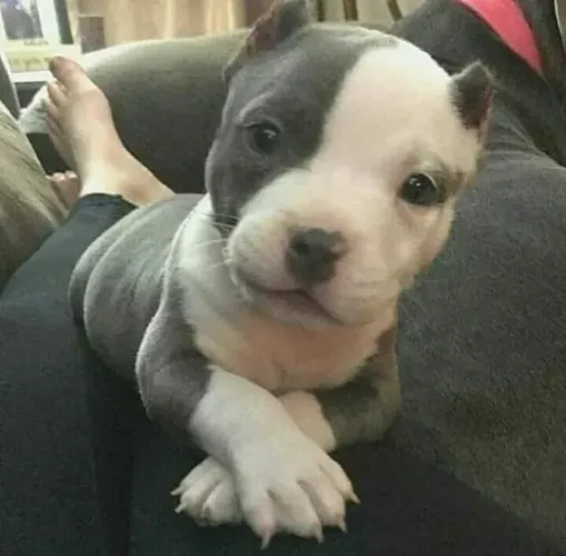 Filhotes de Pitbull raros para sua familia !