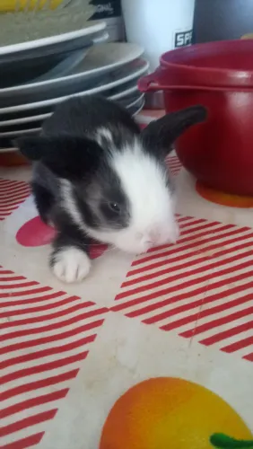 Coelhinho