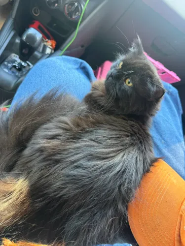 Gato persa para acasalamento fêmea