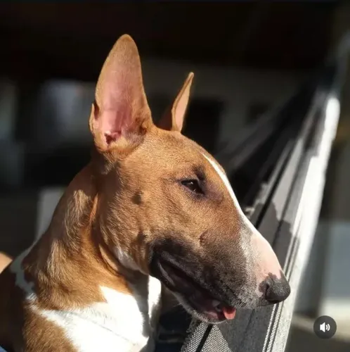 Doa-se Bull terrier fêmea