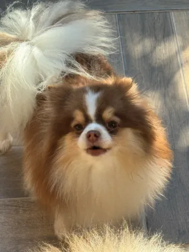 Spitz Alemão Macho