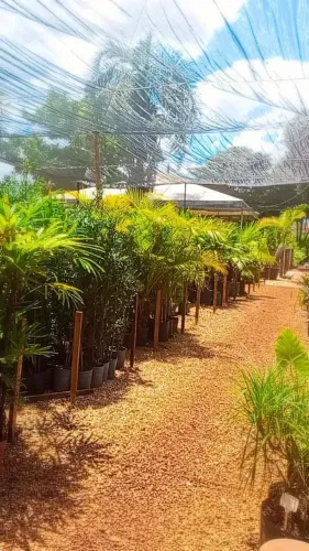 viveiro e floricultura