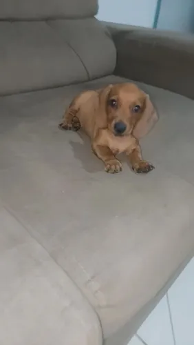 Dachshund mini