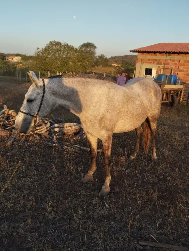 Égua de picado